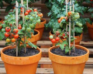 For Growing Tomatoes In Pots (Effective)