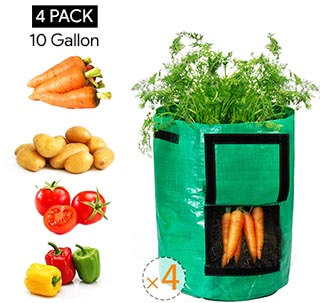 A Beginner’s Guide on Growing Carrots in Containers